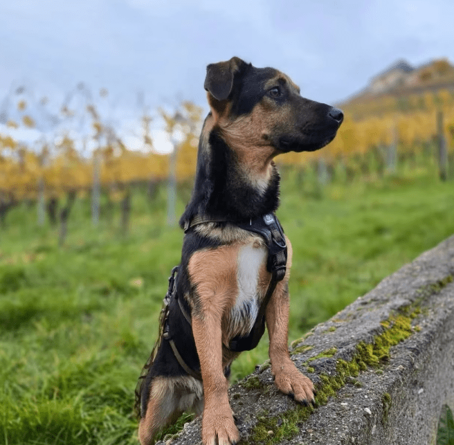 2025 11 06 11 15 08 ppm project initiation document sap btp neu.pptx powerpoint