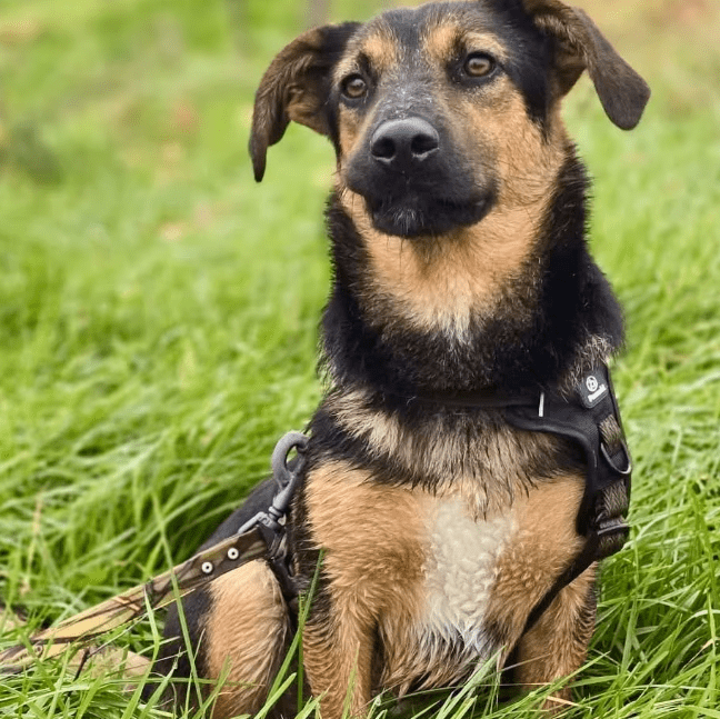 2025 11 06 11 15 23 ppm project initiation document sap btp neu.pptx powerpoint