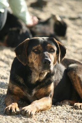 Raja
