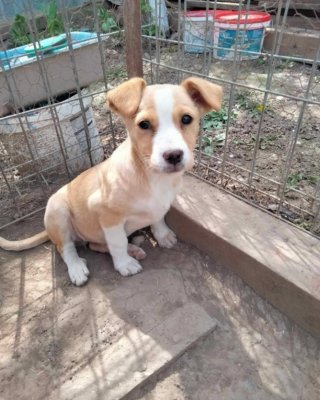 Pixie (G)