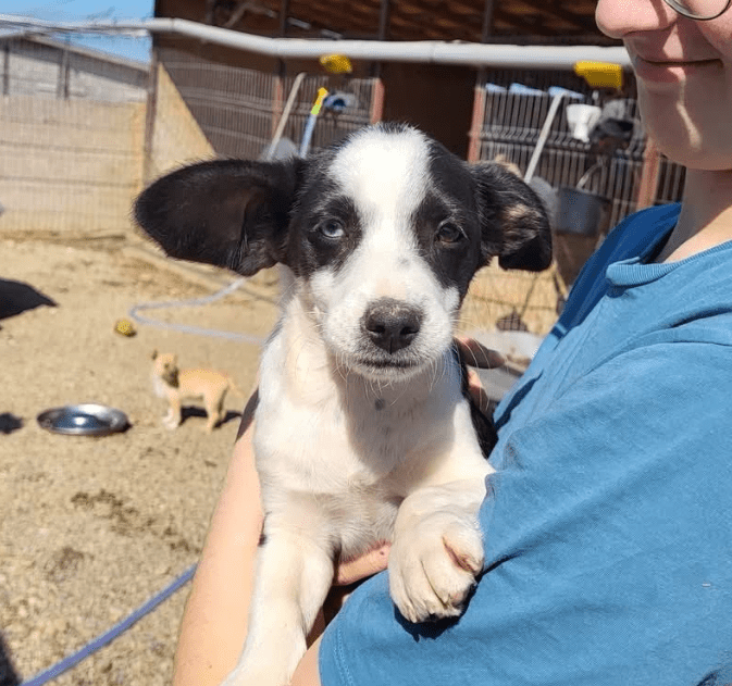 2025 05 19 10 09 50 yoda ❤️ süßester jedi auf 4 pfoten! in niedersachsen wedemark mischlinge und