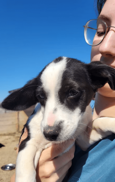 2025 05 19 10 09 55 yoda ❤️ süßester jedi auf 4 pfoten! in niedersachsen wedemark mischlinge und