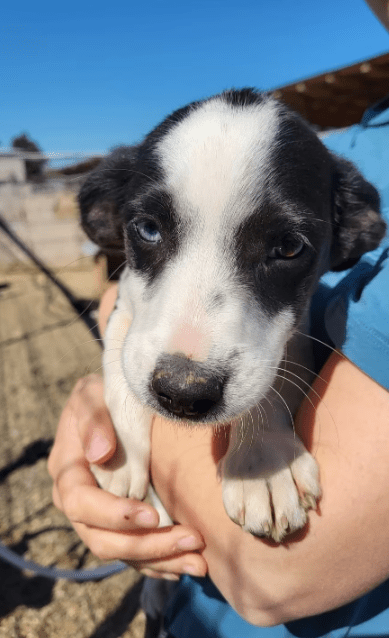 2025 05 19 10 10 10 yoda ❤️ süßester jedi auf 4 pfoten! in niedersachsen wedemark mischlinge und