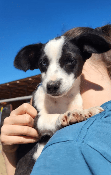 2025 05 19 10 10 16 yoda ❤️ süßester jedi auf 4 pfoten! in niedersachsen wedemark mischlinge und