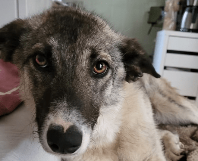 2025 05 26 09 09 28 isla ❤️ sportliche kuschelmaus sucht dich! in niedersachsen wedemark mischli