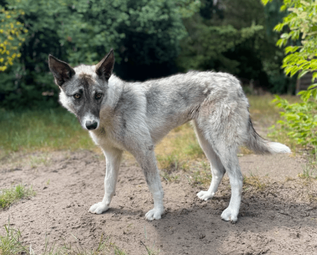 2025 05 26 09 10 18 isla ❤️ sportliche kuschelmaus sucht dich! in niedersachsen wedemark mischli