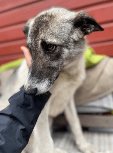 2025 05 26 09 10 24 isla ❤️ sportliche kuschelmaus sucht dich! in niedersachsen wedemark mischli