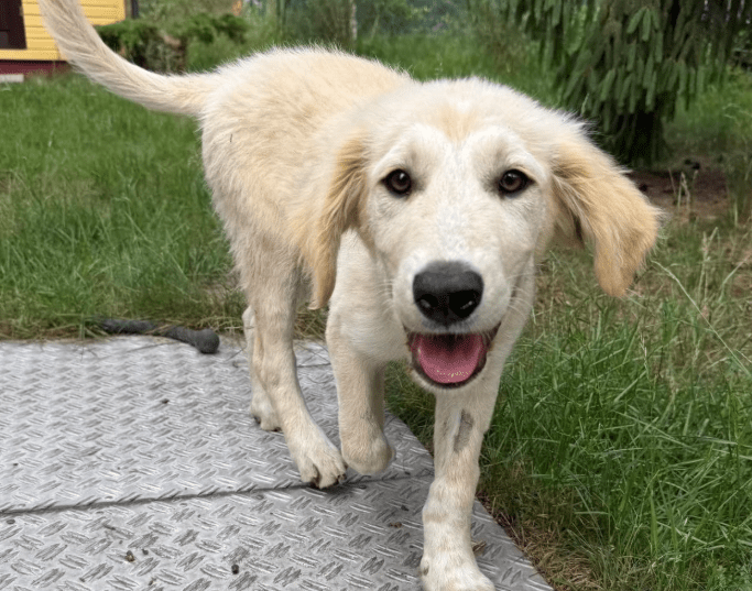 2025 06 02 08 20 36 scout ❤️ will mit dir die welt entdecken! in niedersachsen wedemark mischlin