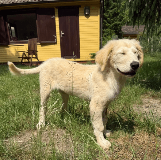 2025 06 02 08 20 47 scout ❤️ will mit dir die welt entdecken! in niedersachsen wedemark mischlin