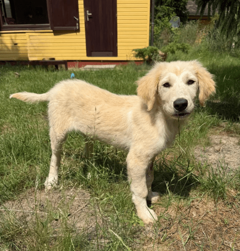 2025 06 02 08 20 51 scout ❤️ will mit dir die welt entdecken! in niedersachsen wedemark mischlin