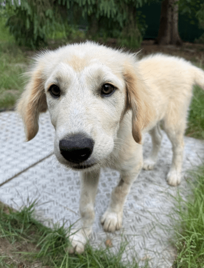 2025 06 02 08 20 55 scout ❤️ will mit dir die welt entdecken! in niedersachsen wedemark mischlin