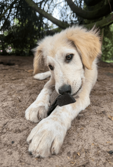 2025 06 02 08 21 02 scout ❤️ will mit dir die welt entdecken! in niedersachsen wedemark mischlin