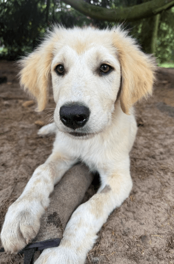 2025 06 02 08 21 08 scout ❤️ will mit dir die welt entdecken! in niedersachsen wedemark mischlin