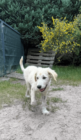 2025 06 02 08 21 15 scout ❤️ will mit dir die welt entdecken! in niedersachsen wedemark mischlin