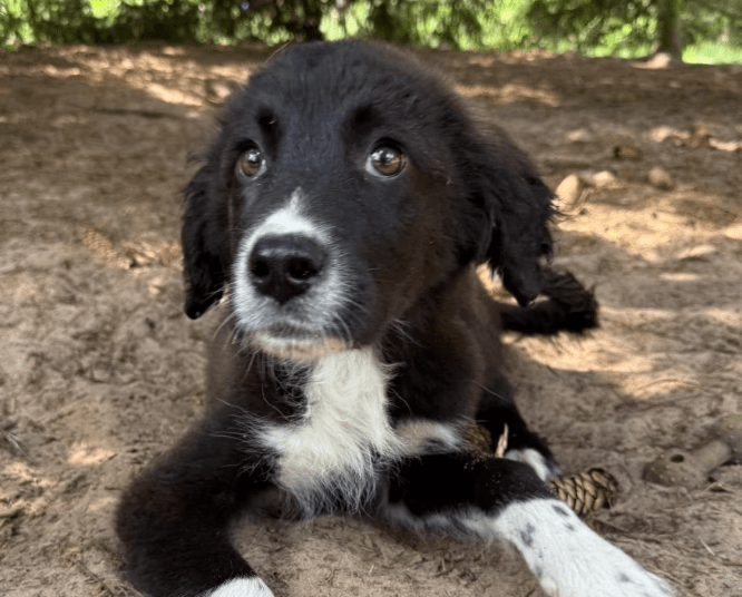 2025 06 02 08 26 20 sirius ❤️ möchte auch dich verzaubern! in niedersachsen buchholz (aller) mis