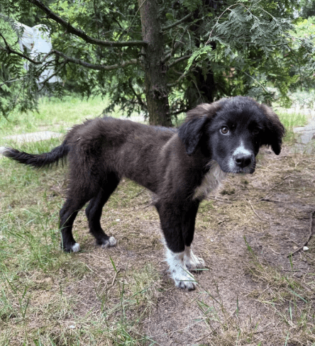 2025 06 02 08 26 24 sirius ❤️ möchte auch dich verzaubern! in niedersachsen buchholz (aller) mis