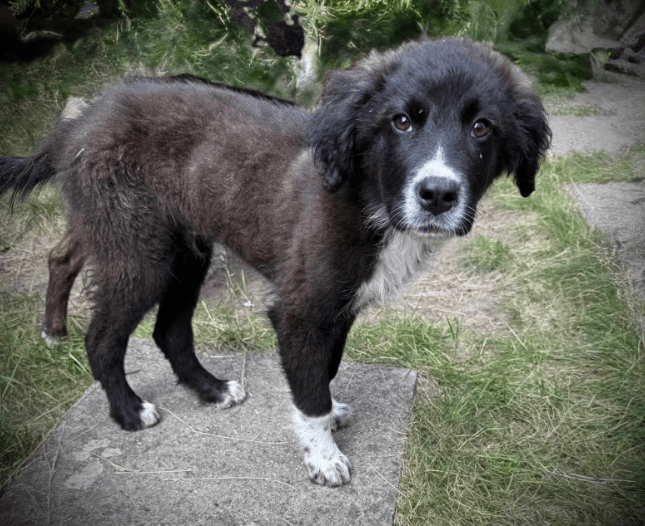 2025 06 02 08 26 30 sirius ❤️ möchte auch dich verzaubern! in niedersachsen buchholz (aller) mis