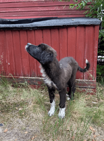 2025 06 02 08 26 34 sirius ❤️ möchte auch dich verzaubern! in niedersachsen buchholz (aller) mis