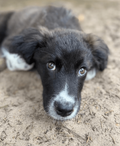 2025 06 02 08 26 56 sirius ❤️ möchte auch dich verzaubern! in niedersachsen buchholz (aller) mis