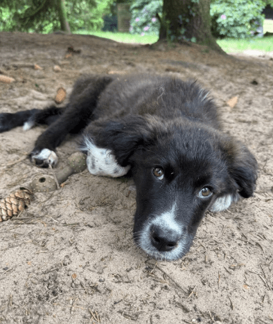 2025 06 02 08 27 01 sirius ❤️ möchte auch dich verzaubern! in niedersachsen buchholz (aller) mis