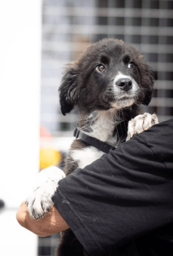 2025 06 02 08 27 06 sirius ❤️ möchte auch dich verzaubern! in niedersachsen buchholz (aller) mis