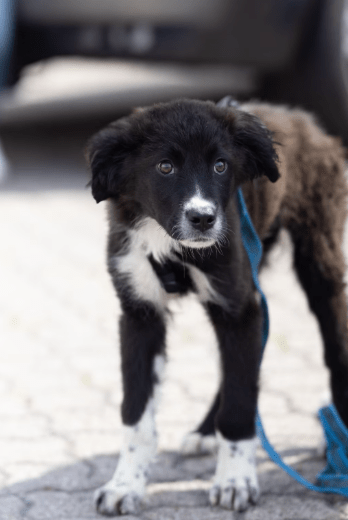 2025 06 02 08 27 11 sirius ❤️ möchte auch dich verzaubern! in niedersachsen buchholz (aller) mis