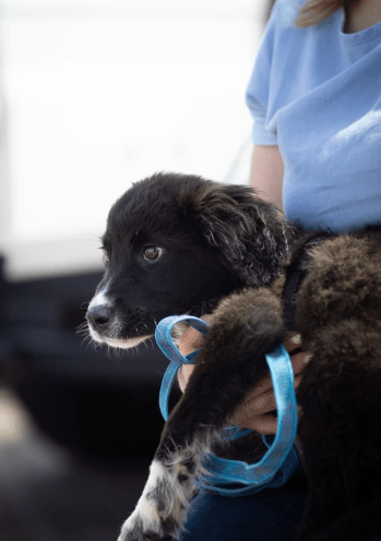 2025 06 02 08 27 15 sirius ❤️ möchte auch dich verzaubern! in niedersachsen buchholz (aller) mis