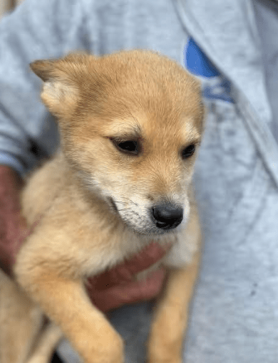 2025 06 02 08 31 13 fynni♥️ kleiner fuchs mit großem potenzial in niedersachsen wedemark misch
