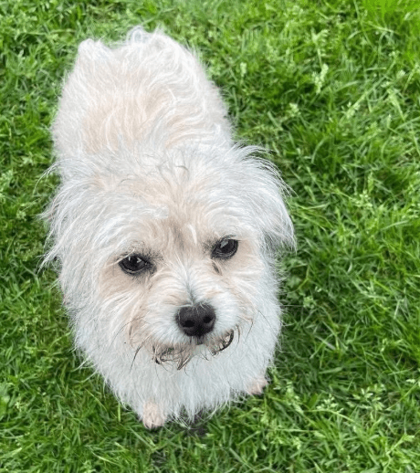 2025 06 02 08 32 49 zaubermaus breezy ❤️ sucht ihre herzensmenschen in nordrhein westfalen herten