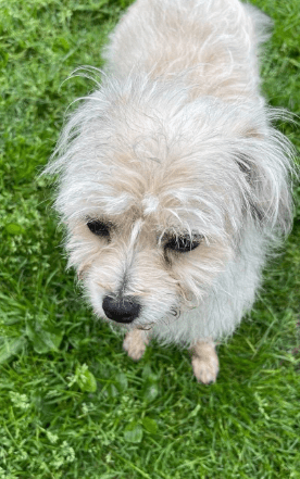2025 06 02 08 32 53 zaubermaus breezy ❤️ sucht ihre herzensmenschen in nordrhein westfalen herten