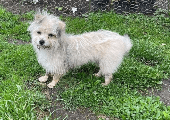 2025 06 02 08 32 59 zaubermaus breezy ❤️ sucht ihre herzensmenschen in nordrhein westfalen herten
