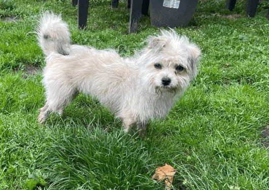 2025 06 02 08 33 02 zaubermaus breezy ❤️ sucht ihre herzensmenschen in nordrhein westfalen herten