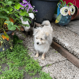 2025 06 02 08 33 06 zaubermaus breezy ❤️ sucht ihre herzensmenschen in nordrhein westfalen herten