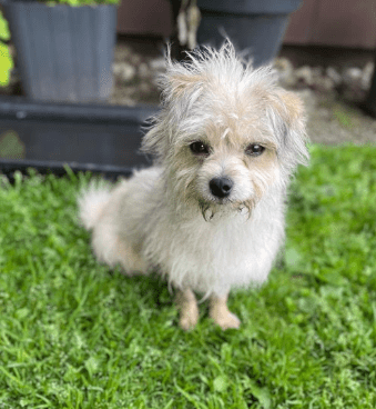 2025 06 02 08 33 10 zaubermaus breezy ❤️ sucht ihre herzensmenschen in nordrhein westfalen herten
