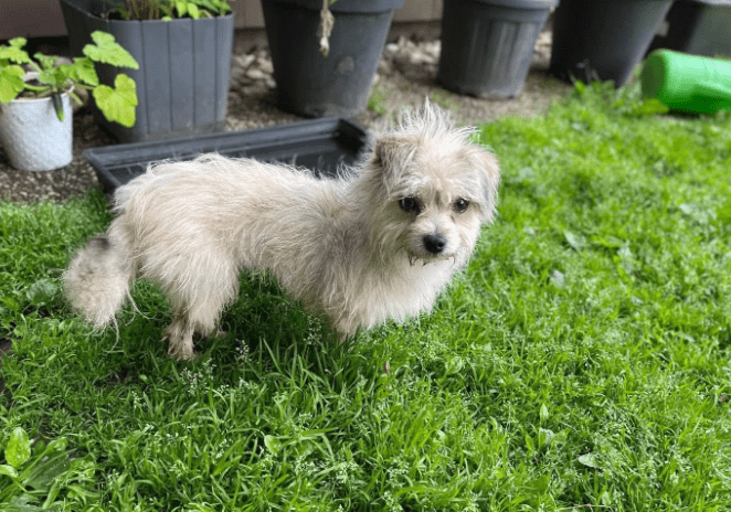 2025 06 02 08 33 18 zaubermaus breezy ❤️ sucht ihre herzensmenschen in nordrhein westfalen herten