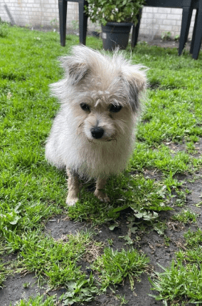 2025 06 02 08 33 23 zaubermaus breezy ❤️ sucht ihre herzensmenschen in nordrhein westfalen herten