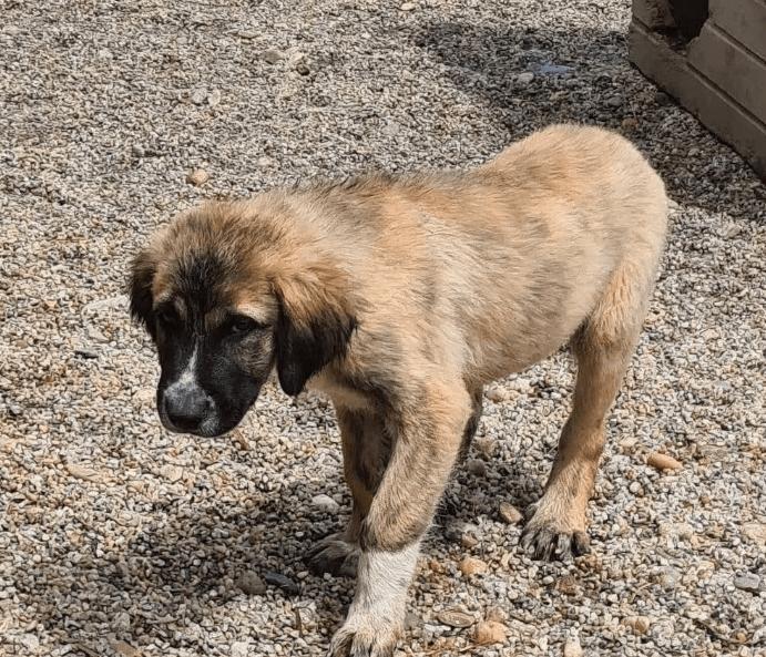 2025 06 10 16 48 41 spürnase sherlock ♥️ löst jeden fall in kreis pinneberg wedel mischlinge und