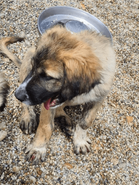 2025 06 10 16 48 48 spürnase sherlock ♥️ löst jeden fall in kreis pinneberg wedel mischlinge und