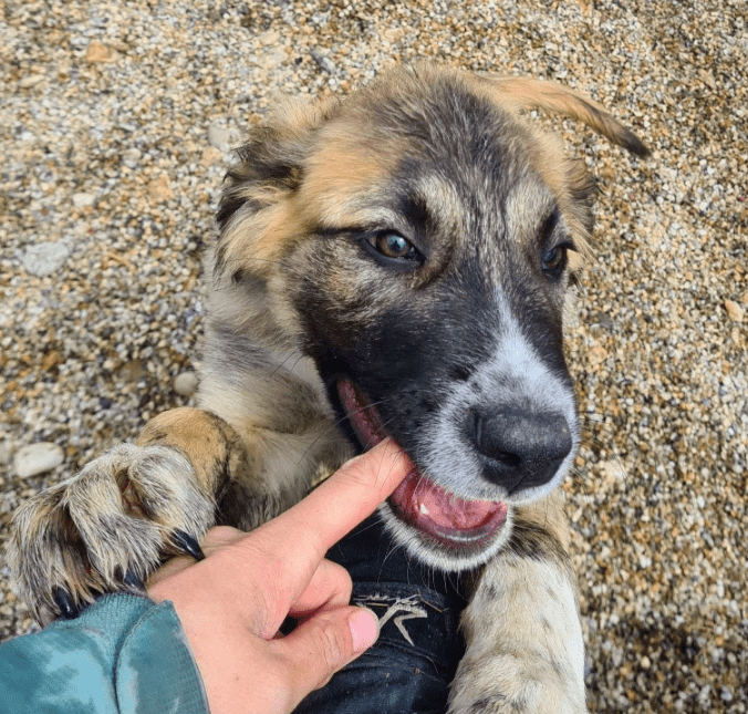 2025 06 10 16 48 52 spürnase sherlock ♥️ löst jeden fall in kreis pinneberg wedel mischlinge und