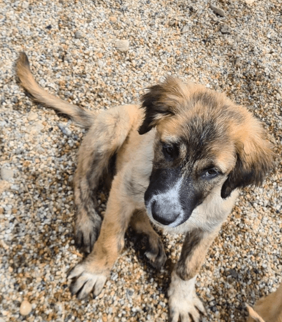 2025 06 10 16 48 56 spürnase sherlock ♥️ löst jeden fall in kreis pinneberg wedel mischlinge und