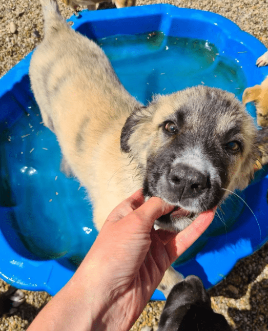 2025 06 10 16 49 01 spürnase sherlock ♥️ löst jeden fall in kreis pinneberg wedel mischlinge und