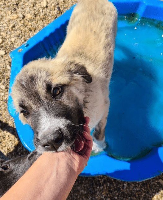 2025 06 10 16 49 05 spürnase sherlock ♥️ löst jeden fall in kreis pinneberg wedel mischlinge und