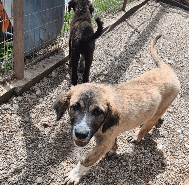 2025 06 10 16 49 11 spürnase sherlock ♥️ löst jeden fall in kreis pinneberg wedel mischlinge und