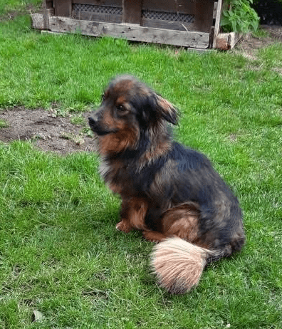 2025 06 10 16 50 15 elwood♥️ dein best friend für immer in niedersachsen lamstedt mischlinge und