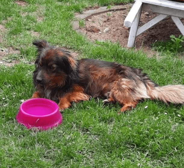2025 06 10 16 50 22 elwood♥️ dein best friend für immer in niedersachsen lamstedt mischlinge und