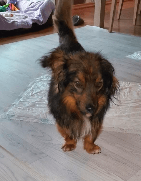 2025 06 10 16 50 27 elwood♥️ dein best friend für immer in niedersachsen lamstedt mischlinge und