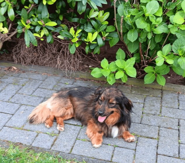 2025 06 10 16 50 33 elwood♥️ dein best friend für immer in niedersachsen lamstedt mischlinge und