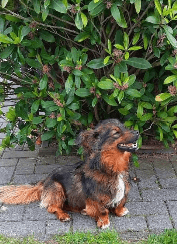 2025 06 10 16 50 37 elwood♥️ dein best friend für immer in niedersachsen lamstedt mischlinge und
