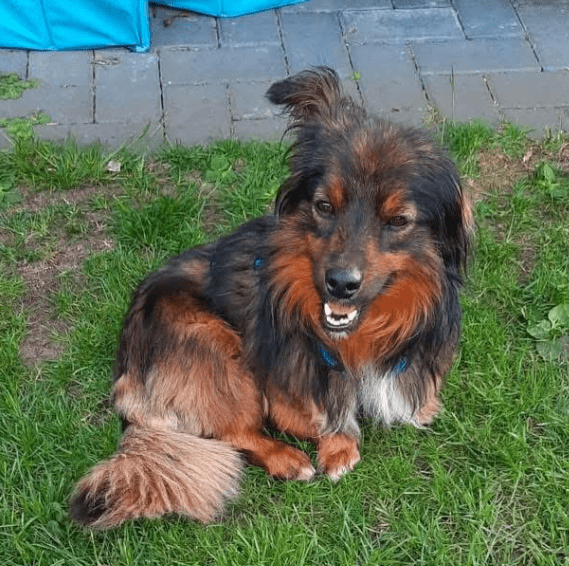 2025 06 10 16 50 41 elwood♥️ dein best friend für immer in niedersachsen lamstedt mischlinge und