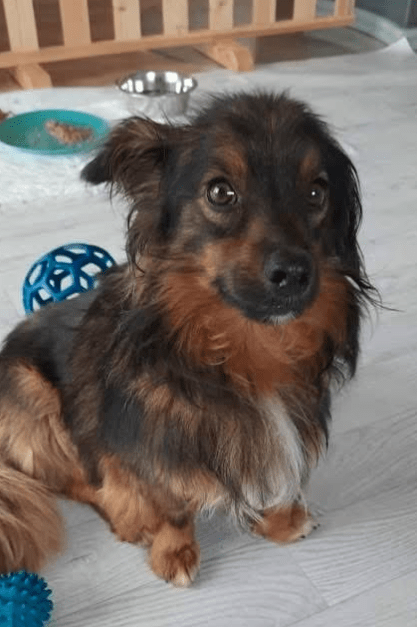 2025 06 10 16 50 46 elwood♥️ dein best friend für immer in niedersachsen lamstedt mischlinge und